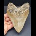 12,7 cm Zahn des Megalodon mit facettenreicher Färbung