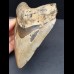 12,7 cm Zahn des Megalodon mit facettenreicher Färbung