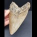 12,7 cm Zahn des Megalodon mit facettenreicher Färbung