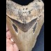 12,7 cm tooth of the Megalodon with multifaceted coloration