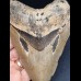 12,7 cm Zahn des Megalodon mit facettenreicher Färbung