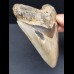 12,7 cm Zahn des Megalodon mit facettenreicher Färbung