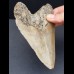 12,7 cm Zahn des Megalodon mit facettenreicher Färbung