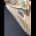 12,7 cm Zahn des Megalodon mit facettenreicher Färbung