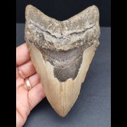 13.0 cm large dagger-shaped tooth of the Megalodon