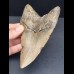 13,0 cm großer dolchförmiger Zahn des Megalodon