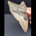 13,0 cm großer dolchförmiger Zahn des Megalodon