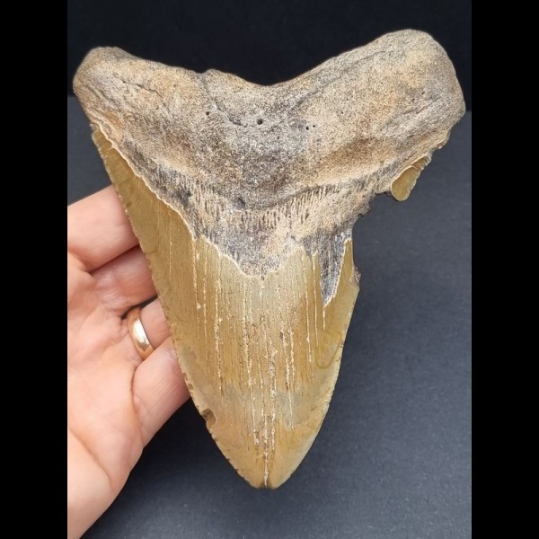 13.8 cm large brown tooth of the Megalodon
