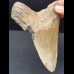 13.8 cm large brown tooth of the Megalodon