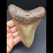 12,9 cm large tooth of the Megalodon with brown bourelette