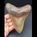 12,9 cm großer Zahn des Megalodon mit brauner Bourelette