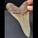 12,9 cm großer Zahn des Megalodon mit brauner Bourelette