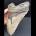 14,4 cm großer massiver Zahn des Megalodon