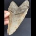 14,4 cm großer massiver Zahn des Megalodon