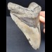 14,4 cm großer massiver Zahn des Megalodon