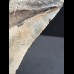 14.4 cm large massive tooth of the Megalodon