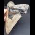 14.6 cm large sharp tooth of the Megalodon