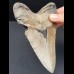 14.6 cm large sharp tooth of the Megalodon