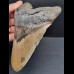 15,5 cm sehr großer und massiver Zahn des Megalodon