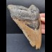 15,5 cm sehr großer und massiver Zahn des Megalodon