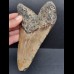 15,5 cm sehr großer und massiver Zahn des Megalodon