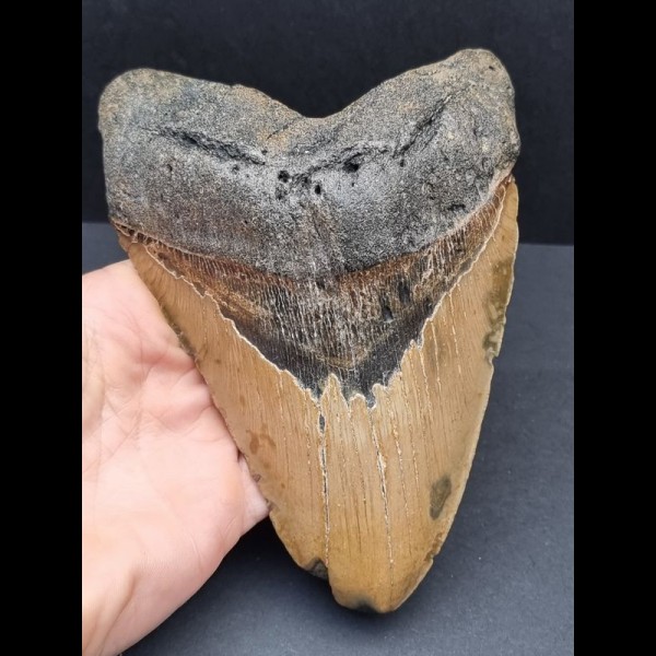 15,5 cm sehr großer und massiver Zahn des Megalodon