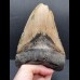 15,5 cm sehr großer und massiver Zahn des Megalodon