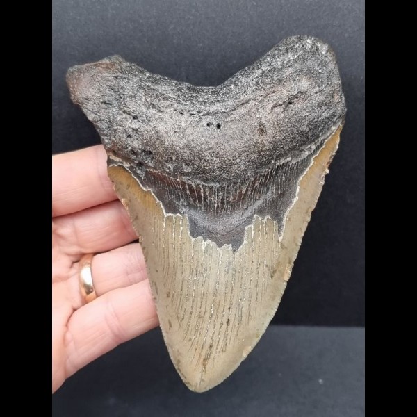 11,9 cm grauer Zahn des Megalodon