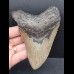 11,9 cm gray tooth of the Megalodon