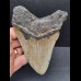 11,9 cm grauer Zahn des Megalodon