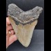 11,9 cm gray tooth of the Megalodon