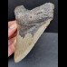 11,9 cm gray tooth of the Megalodon