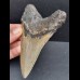 11,9 cm gray tooth of the Megalodon