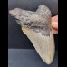 11,9 cm gray tooth of the Megalodon