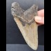 11,9 cm gray tooth of the Megalodon