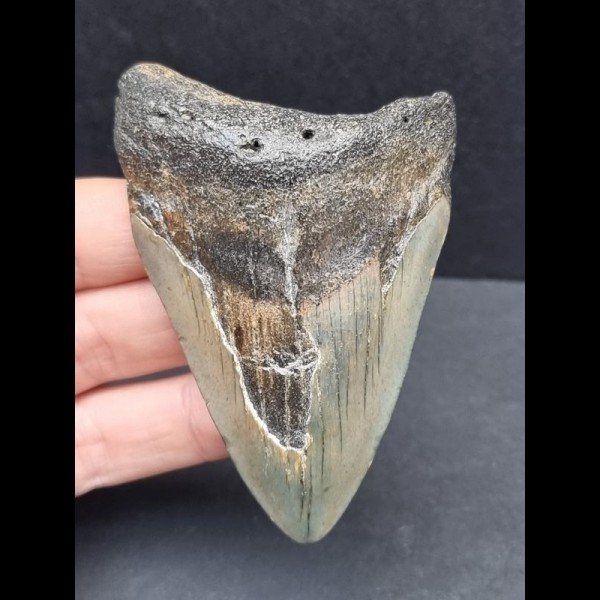 8,0 cm tooth of the Megalodon