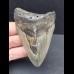 8,0 cm tooth of the Megalodon