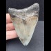 8,0 cm tooth of the Megalodon