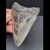 8,0 cm Zahn des Megalodon