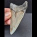 8,0 cm tooth of the Megalodon