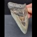 8,0 cm tooth of the Megalodon