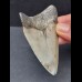 8,0 cm Zahn des Megalodon