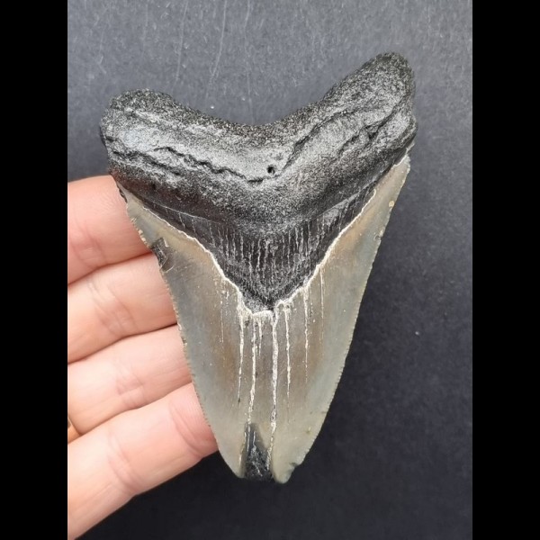 9,0 cm Zahn des Megalodon mit grauem Zahnschmelz