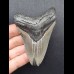 9,0 cm Zahn des Megalodon mit grauem Zahnschmelz