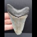 9,0 cm Zahn des Megalodon mit grauem Zahnschmelz