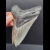 9,0 cm Zahn des Megalodon mit grauem Zahnschmelz