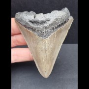 7,9 cm grauer scharfer Zahn des Megalodon