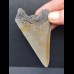 7,9 cm grauer scharfer Zahn des Megalodon