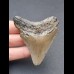 6,6 cm grauer Zahn des Megalodon