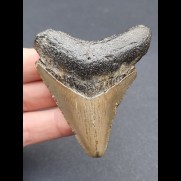 6,6 cm gray tooth of the Megalodon